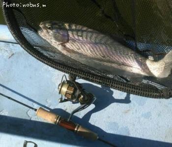 �쥤��ܡ��ȥ饦��