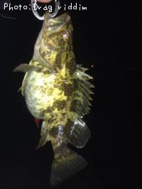 �����Υ���Х�