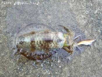 水烏賊