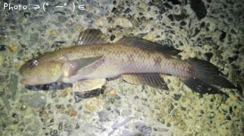 �����ϥ�