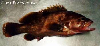 �����ϥ�