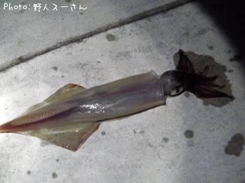 ¥ä¥ê¥¤¥«