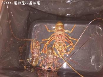 ������Ϸ