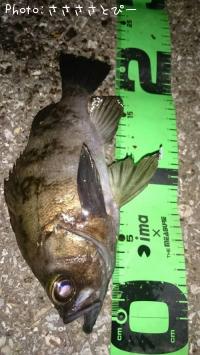 ��Х������