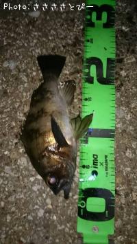 ��Х������