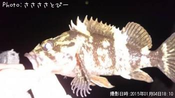 ��Х������