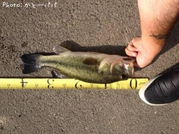 �֥�å��Х�