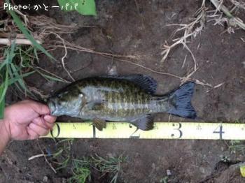 �֥�å��Х�