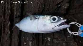 ¥µ¥Ð¤Ç¤¹¤Í¡£
