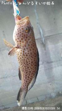 �����ϥ�