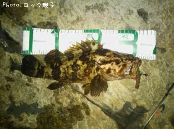 �٥å�������