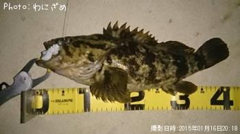 ¥Ù¥Ã¥³¥¦¥¾¥¤