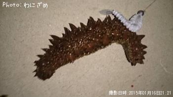 �ʥޥ�