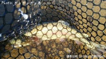 ¥É¥Ê¥ë¥É¥½¥ó¡©