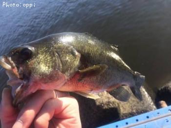 �֥�å��Х�