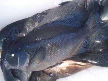 �����֥ȥ���