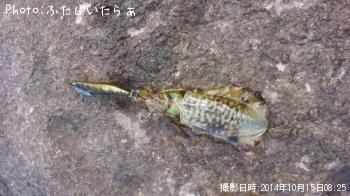 �����ꥤ��