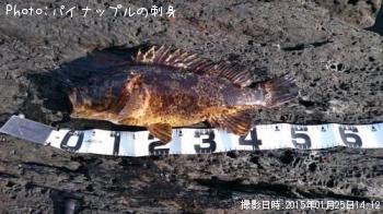 �٥å�������