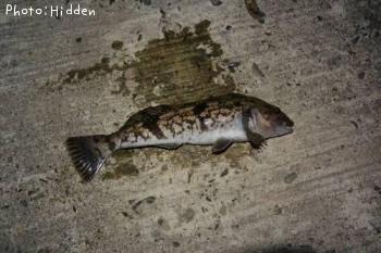 �����ʥ�