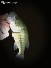 �֥�å��Х�