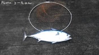 ¥¹¥Þ¥¬¥Ä¥ª