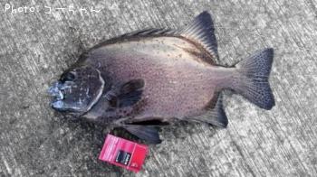 ¥¤¥·¥¬¥¥À¥¤