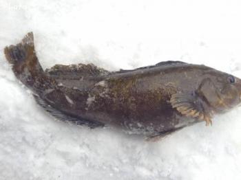 �����ʥ�