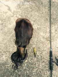 �����ꥤ��