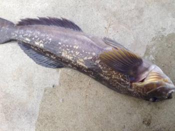 �����ʥ�