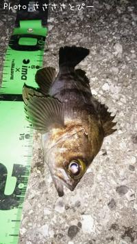 ���ꥢ��Х�