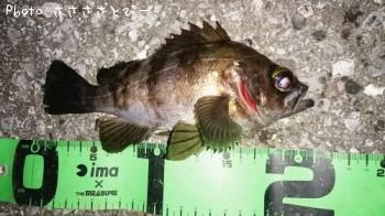 ���ꥢ��Х�