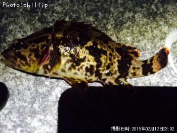 �����Υ���Х�