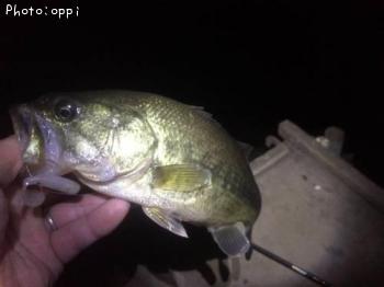 �֥�å��Х�