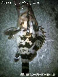 �����Υ���Х�