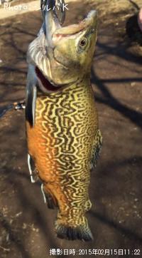 ¥¿¥¤¥¬¡¼¥È¥é¥¦¥È