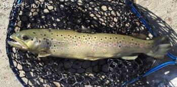 �֥饦��ȥ饦��