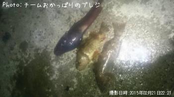 ¥è¥í¥¤¥á¥Ð¥ë