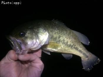 �֥�å��Х�