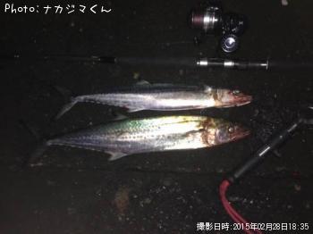 ¥µ¥´¥·¡ß£²