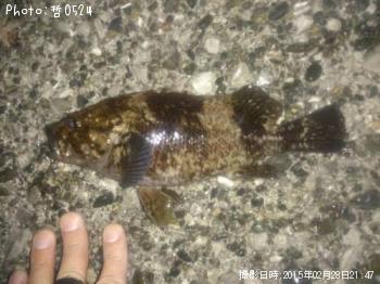 ��饽��