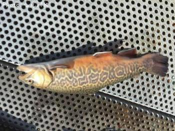 ���������ȥ饦��