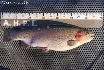 �쥤��ܡ��ȥ饦��