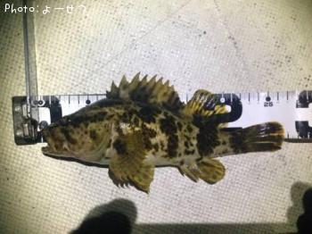 �����Υ���Х�