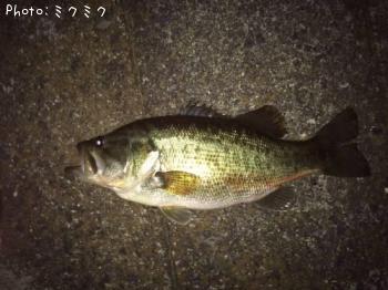 �֥�å��Х�