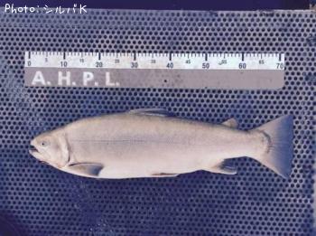 �ƣ��ʥ֥饦��ߥ���������ޡ�