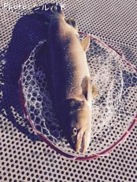 �ƣ��ʥ֥饦��ߥ���������ޡ�