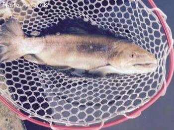 �ƣ��ʥ֥饦��ߥ���������ޡ�