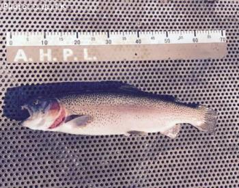 �쥤��ܡ��ȥ饦��