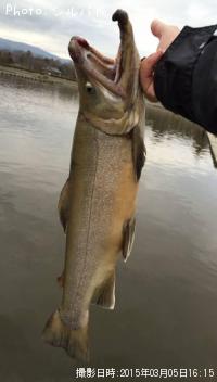 £Æ£±¡Ê¥Ö¥é¥¦¥ó¡ß¥ª¥·¥ç¥í¥³¥Þ¡Ë