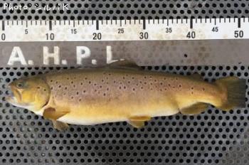 �֥饦��ȥ饦��